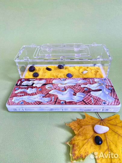 Муравьиная ферма с муравьями