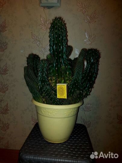 Кактус большой
