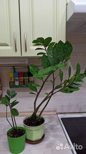 Сансевиерия трехполосная и Замиокклькас