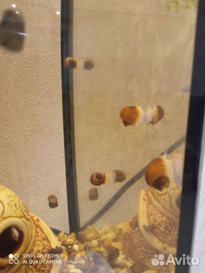 Улитки ампулярии