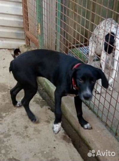 В добрые руки