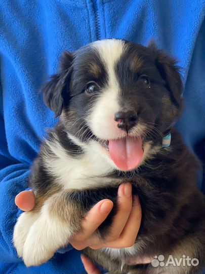 Продаются щенки австралийской овчарки аусси