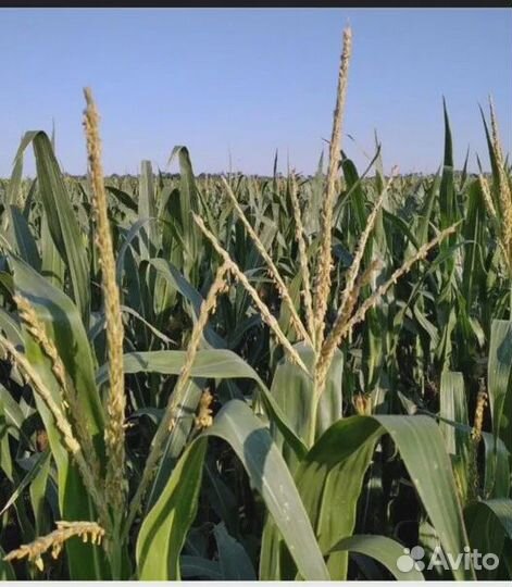 Разнорабочие на видовую прополку кукурузы16+
