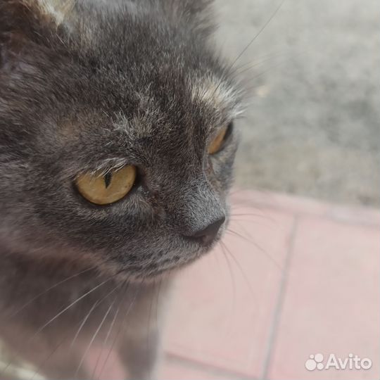 Кот и кошка