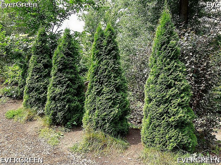 Туи для изгороди