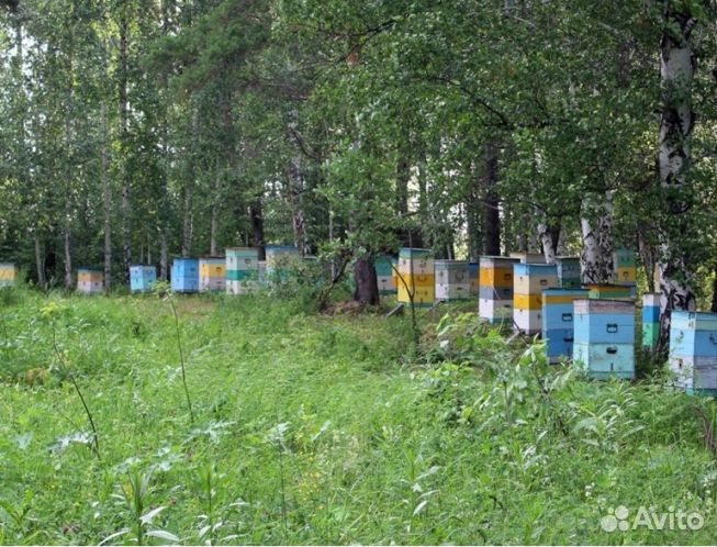 Мёд 24 года Алтайский оптом