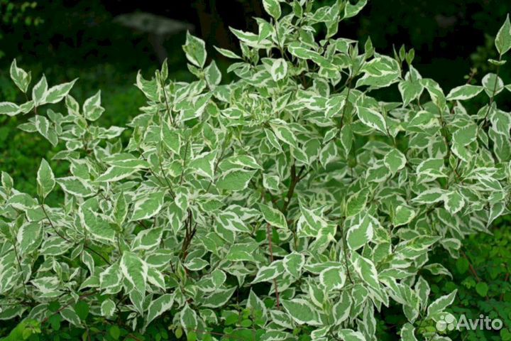 Дерен Элегантисимо