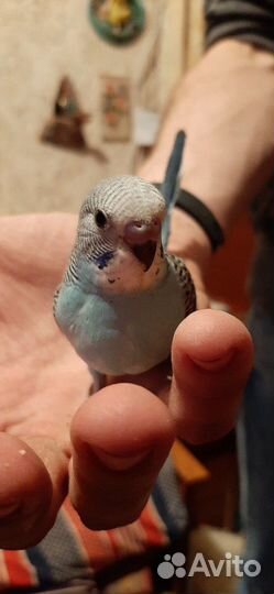 Волнистые птенцы