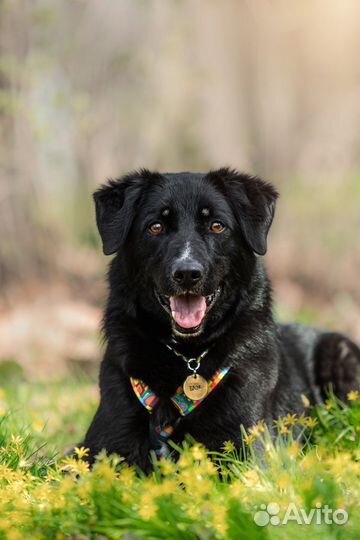 Собака в добрые руки