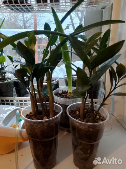 Замиокулькас