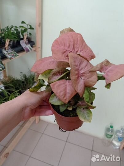 Хамедорея, маранта, Сингониум, фикус, замиокулькас