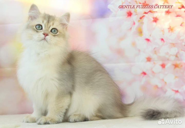 Британские котята