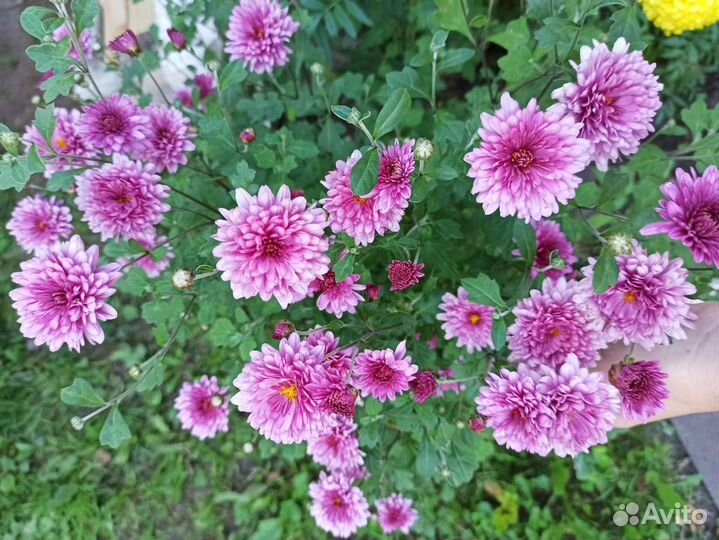 Хризантема кустовая