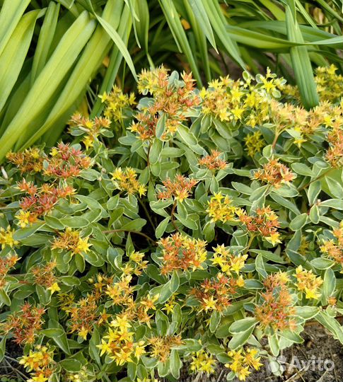 Многолетники