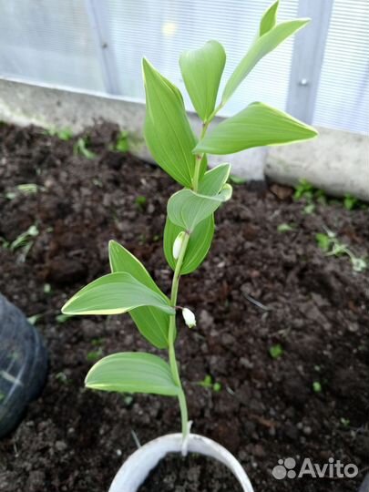 Вариегатная купена