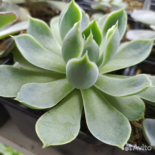 Суккуленты 350 видов