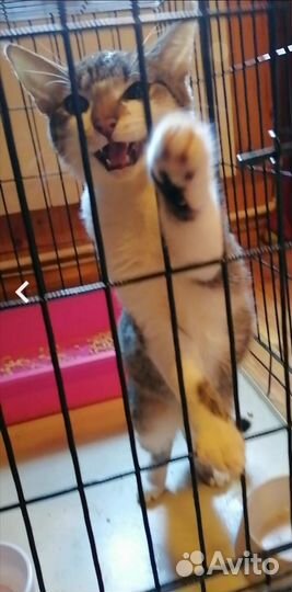 Кошка в дар