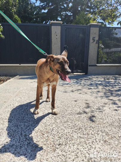 Собака в добрые руки