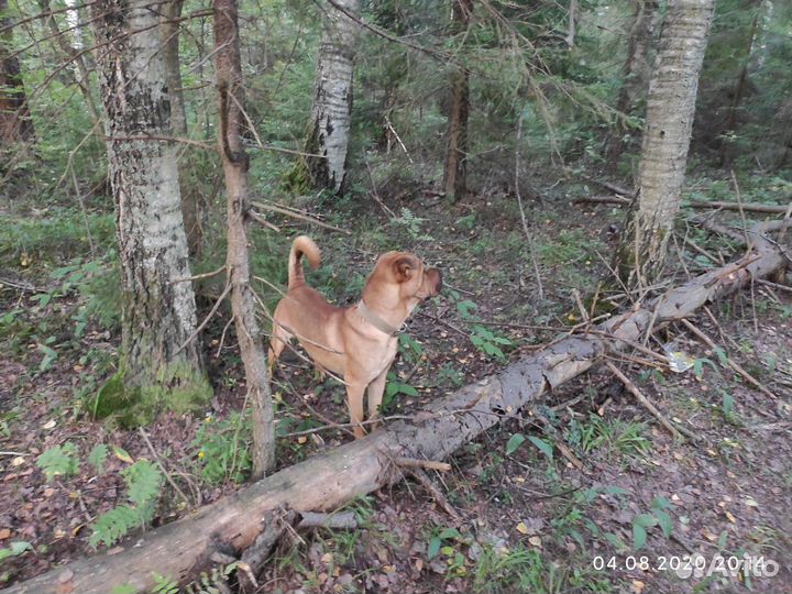 Шарпей вязка