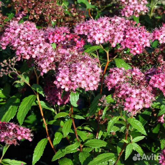 Саженцы Спирея японская Литл Принцесс