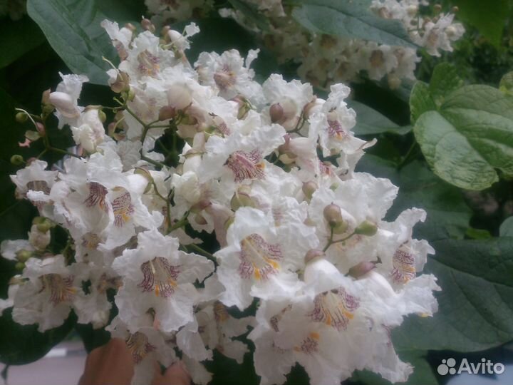 Катальпа семена