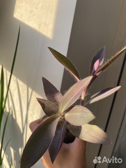 Сеткреазия вариегатная