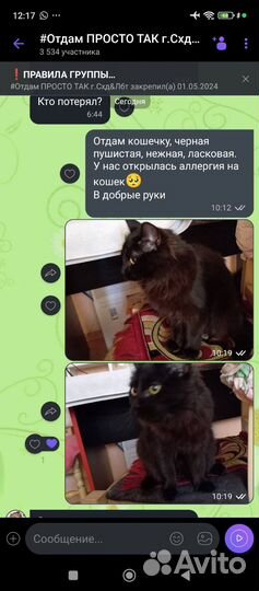 Черная кошка