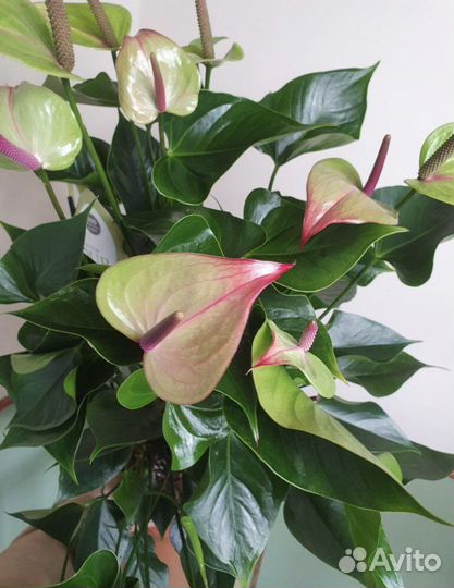 Антуриум разные сорта