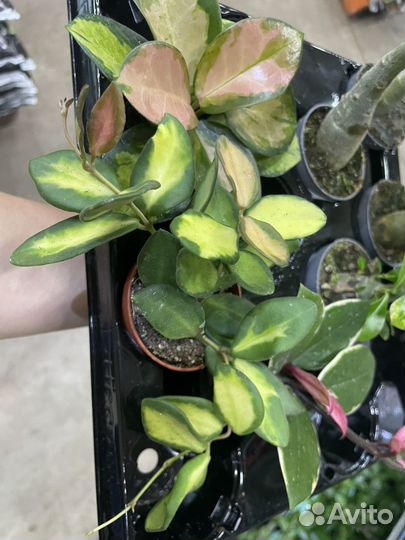 Кактусы и суккуленты