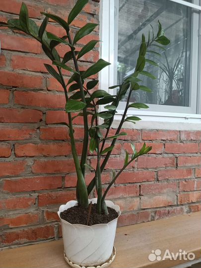 Фикус, молочай, замиокулькас, сансевьера