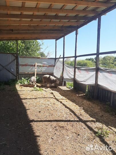 Баран тексель