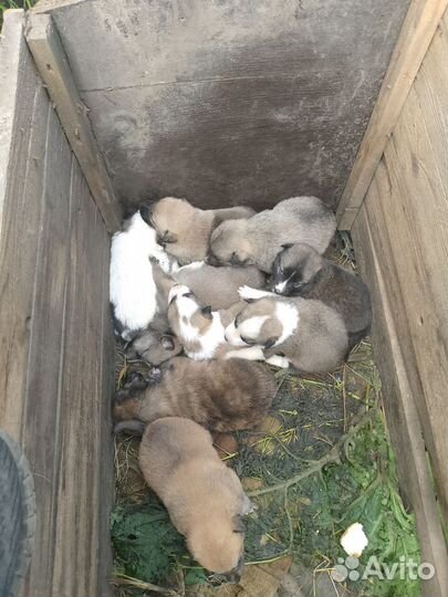 Отдам бесплатно на выбор