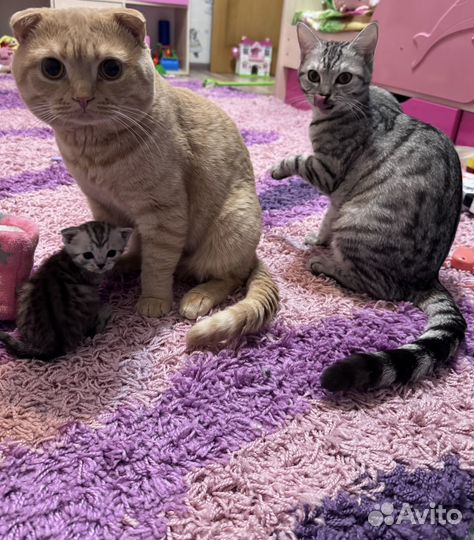 Шотландские котята