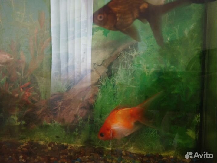 Аквариум