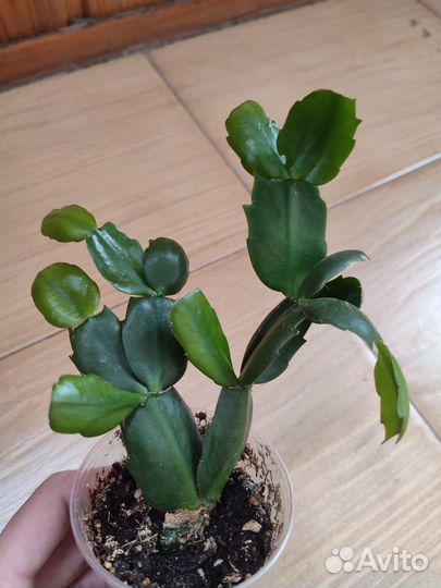 Декабрист шлюмбергера