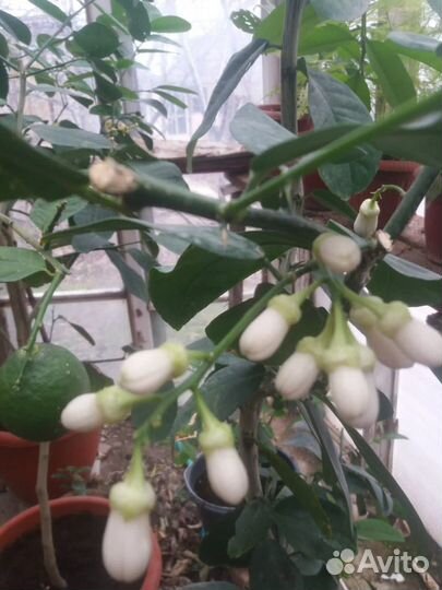 Лимонное дерево