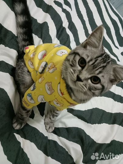 Одежда для кошек и собак / лонгслив /новый