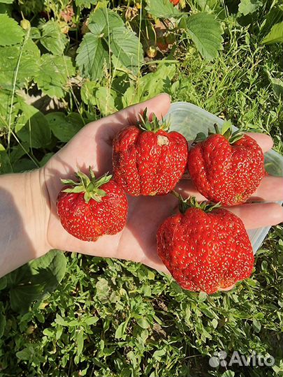 Рассада: Виктория, земляника, клубника