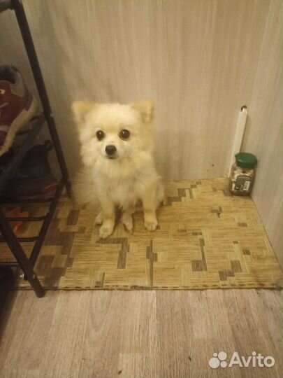 Щенки шпица мини