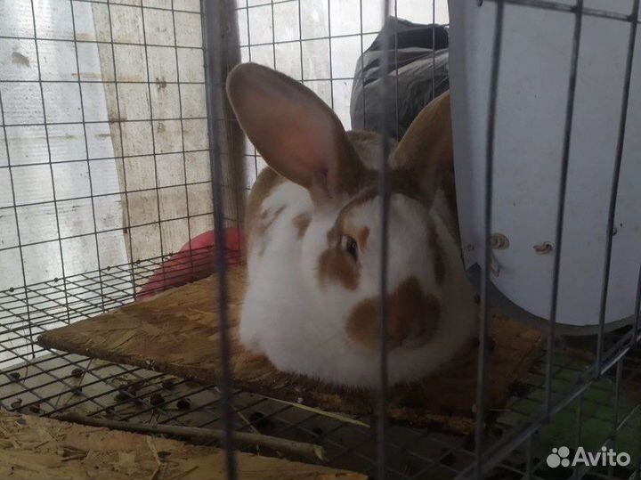 Кролик на разведение