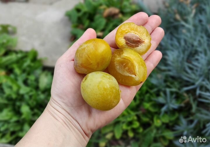 Саженцы, цветы многолетники