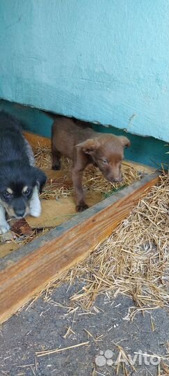 Отдам бесплатно подбросили