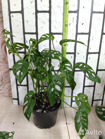 Монстера Манки