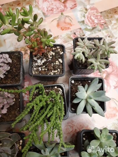 Суккуленты