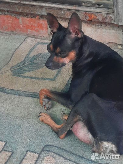 Продаются щенки той терьер