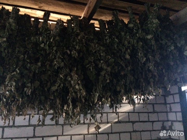Банные веники, березовые