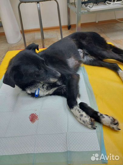 Собака сдаёт без дома