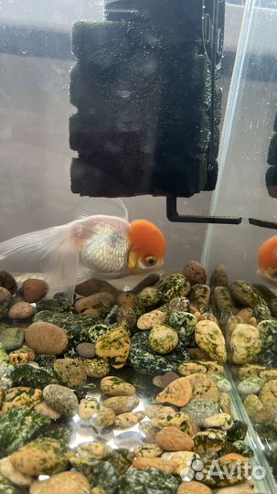 Золотая рыбка с аквариумом