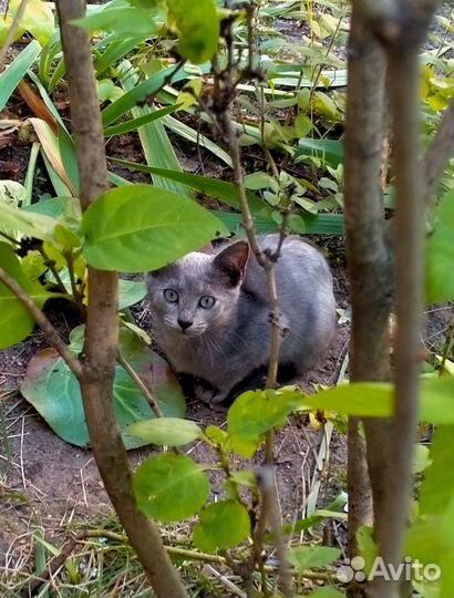 Красивые котята мальчики