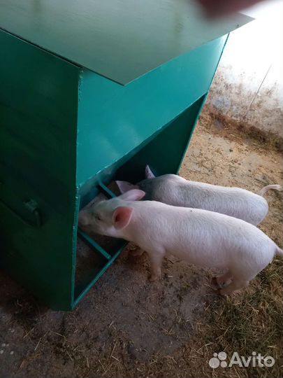 Кормушки для свиней,поросят